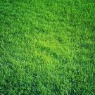 Lawn Fertilization - When Should You Apply in Fall to Your Myrtle Beach Area Lawn?